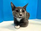 Adopt Hodges a Gray or Blue (Mostly) Domestic Shorthair (short coat) cat in