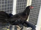 Adopt SUSHI a Chicken bird in Tustin, CA (39137901)