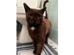 Adopt Miss Green a Brown or Chocolate Domestic Shorthair / Mixed (short coat)