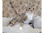 Adopt Gigi a Domestic Shorthair / Mixed (short coat) cat in Dickson