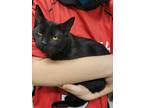 Adopt Novi a All Black Domestic Shorthair / Mixed (short coat) cat in Dickson