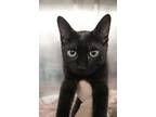 Adopt Timon a All Black Domestic Shorthair cat in Johnstown, PA (39144277)