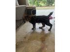 Adopt 4 month old kitten a Black (Mostly) Domestic Shorthair / Mixed (short