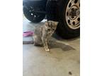 Adopt Moonshine a Tan or Fawn Tabby American Shorthair / Mixed (short coat) cat