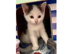 Adopt Everleigh a Domestic Shorthair / Mixed cat in Bracebridge, ON (39149477)