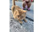 Adopt maomao a Orange or Red American Shorthair / Mixed (medium coat) cat in