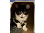 Adopt Agatha a Domestic Shorthair / Mixed cat in Bracebridge, ON (39149475)