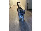 Adopt Pinocchio a Gray or Blue Tabby (short coat) cat in Carmichael