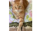 Adopt Nikki a Orange or Red Tabby Domestic Shorthair (short coat) cat in