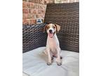 Adopt Egg Roll a White - with Tan, Yellow or Fawn Jack Russell Terrier /