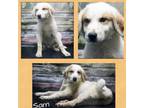 Adopt Sam a White - with Tan, Yellow or Fawn Australian Cattle Dog / Great