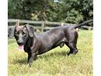 Adopt TODD a Black Dachshund / Mixed dog in richmond, VA (39146360)