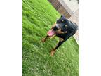 Adopt Jack a Black Rottweiler / Mixed dog in Red Oak, TX (39148447)