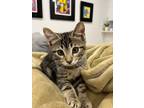 Adopt Milo a Brown Tabby Tabby (short coat) cat in OAKLAND PARK, FL (39148352)