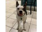 Adopt Isla a Black - with White Boston Terrier / Mixed dog in Plano