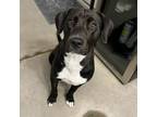 Adopt Luna a Labrador Retriever / Mixed dog in Detroit, MI (39148341)