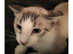 Adopt Sibby a White (Mostly) Domestic Shorthair / Mixed (short coat) cat in