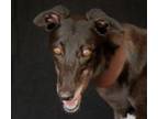Adopt Rich Hips a Black Greyhound / Mixed dog in Douglasville, GA (39148351)