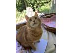 Adopt Peanut a Orange or Red Tabby Domestic Shorthair (short coat) cat in