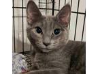 Adopt Minnie Mae AP a Gray or Blue Domestic Shorthair / Mixed cat in Clive