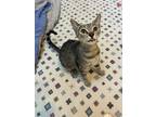 Adopt Skittles a Brown Tabby Domestic Shorthair / Mixed (short coat) cat in Fort