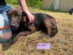 Adopt Alani a Black Labrador Retriever / Border Collie dog in Breinigsville