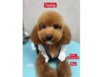 Adopt TeddyP - COMING SOON a Brown/Chocolate Poodle (Miniature) / Mixed dog in