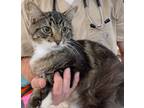 Adopt Reese II a Brown Tabby Maine Coon (medium coat) cat in Leesburg