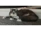 Adopt Sophia a Gray or Blue (Mostly) Persian / Mixed (long coat) cat in Naples