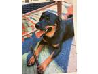 Adopt Hercules a Black - with Tan, Yellow or Fawn Rottweiler dog in Colorado