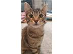 Adopt Vivi a Brown Tabby Domestic Shorthair / Mixed (short coat) cat in