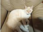 Adopt Popcorn a White (Mostly) Domestic Shorthair / Mixed (short coat) cat in
