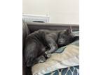 Adopt Reign a Gray or Blue Tabby (short coat) cat in Henrico, VA (39148036)