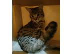 Adopt Otto a Brown Tabby Domestic Shorthair (short coat) cat in Sykesville