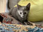 Adopt Fry a Calico or Dilute Calico American Shorthair / Mixed (short coat) cat