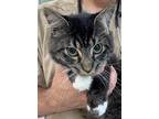 Adopt Bullet a Gray, Blue or Silver Tabby Maine Coon (medium coat) cat in