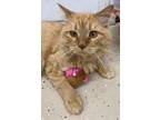 Adopt Orbit a Orange or Red Tabby Domestic Longhair (long coat) cat in Dayton