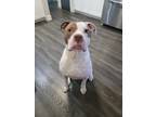 Adopt Honor a White - with Brown or Chocolate American Pit Bull Terrier / Mixed