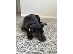 Adopt Cherry a Brown/Chocolate Labrador Retriever / Mixed dog in Bradenton