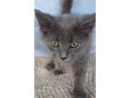 Adopt Sophia a Gray or Blue (Mostly) Maine Coon (long coat) cat in Hagerstown