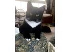 Adopt Sheba a Black & White or Tuxedo Domestic Shorthair (short coat) cat in