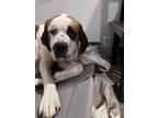 Adopt Lacey a White - with Brown or Chocolate St. Bernard / Mixed dog in Albany