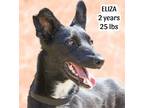Adopt Eliza a Black - with White Cattle Dog / Australian Kelpie dog in Langley