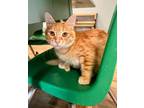 Adopt Kitten 24527 (Chandler) a Orange or Red Domestic Shorthair (long coat) cat