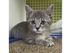 Adopt Hansel a Gray, Blue or Silver Tabby Domestic Shorthair / Mixed cat in