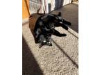 Adopt Coco a All Black American Shorthair / Mixed cat in Nottingham