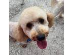 Adopt Mandalay a Poodle (Miniature) / Golden Retriever / Mixed dog in St.