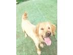 Adopt Carson a Golden Retriever / Mixed dog in Plantation, FL (39097504)