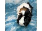 Adopt Goober a Guinea Pig small animal in Decatur, GA (39147869)