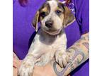 Adopt Culvert Andi a Brown/Chocolate - with Black Bluetick Coonhound / Mixed dog